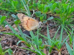 Colotis amata