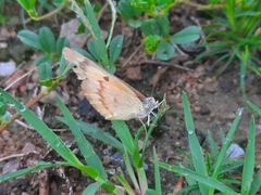 Colotis amata