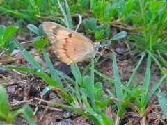 Colotis amata