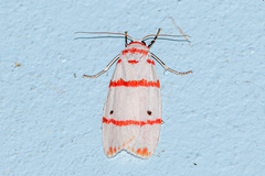Cyana perornata