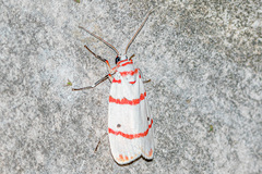 Cyana perornata