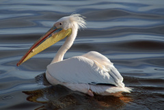 Pelecanus onocrotalus