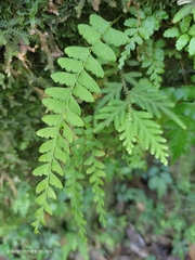 Osmolindsaea odorata