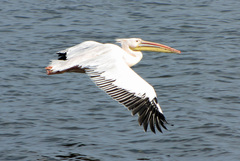 Pelecanus onocrotalus