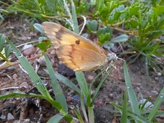 Colotis amata