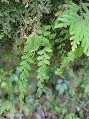 Osmolindsaea odorata