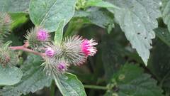 Arctium minus