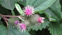 Arctium minus