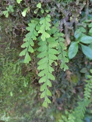 Osmolindsaea odorata