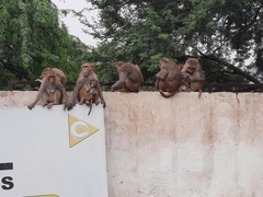 Macaca mulatta