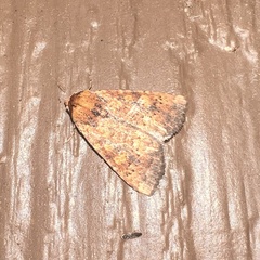 Perigea xanthioides
