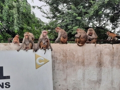 Macaca mulatta