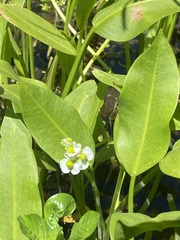 Sagittaria sanfordii