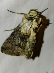 Abrostola asclepiadis