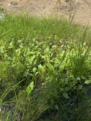 Sagittaria sanfordii