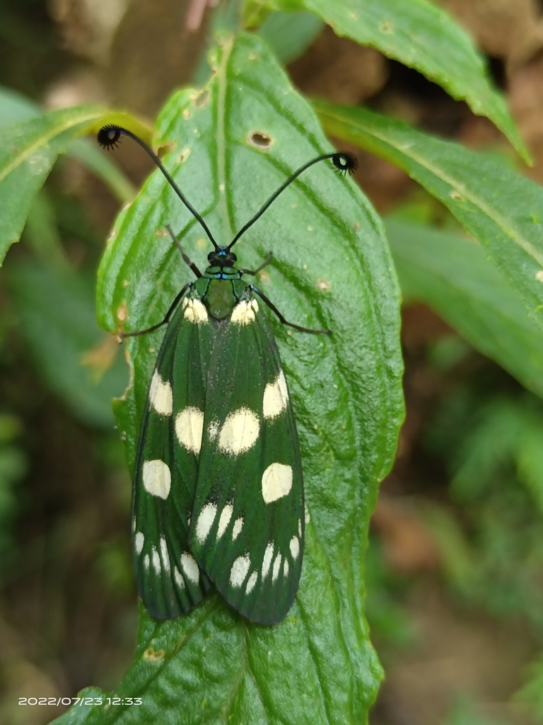 Eterusia taiwana
