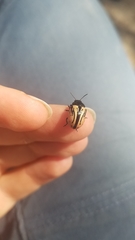 Calligrapha sigmoidea