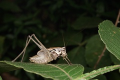 Atlanticus kiangsu