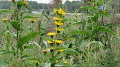 Inula racemosa