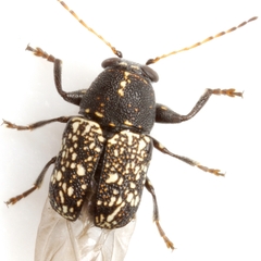 Pachybrachis stygicus