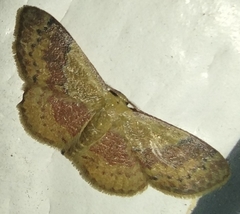 Leptostales ferruminaria