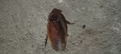 Blaberus discoidalis