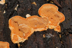 Gloeoporellus merulinus