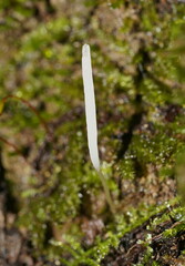 Clavaria tenuipes