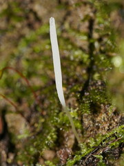 Clavaria tenuipes
