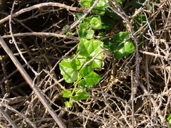 Kedrostis nana