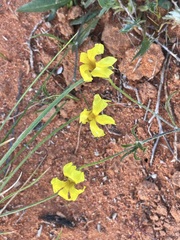 Goodenia lunata