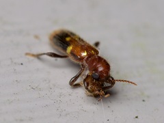 Priocera castanea