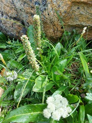 Lagotis integrifolia