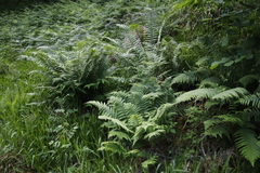 Dryopteris affinis cambrensis