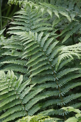 Dryopteris affinis cambrensis