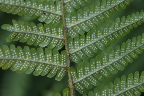 Image of Dryopteris cambrensis by (c) Tony Rebelo, some rights reserved (CC BY-SA)