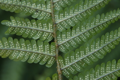 Dryopteris affinis cambrensis