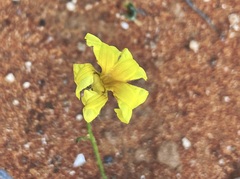 Goodenia lunata