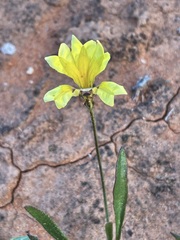 Goodenia lunata