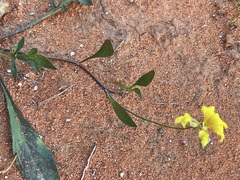 Goodenia lunata