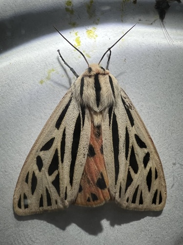 Arge Moth photo 4