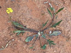 Goodenia lunata