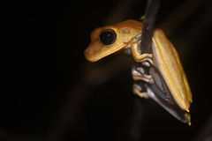 Boana maculateralis