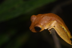 Boana maculateralis