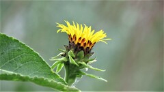 Inula racemosa