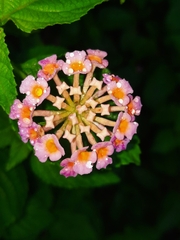 Lantana camara