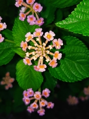 Lantana camara