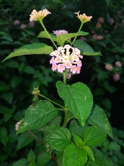 Lantana camara