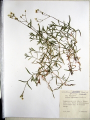 Cerastium furcatum