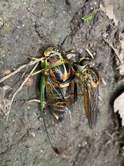 Vagitanus terminalis